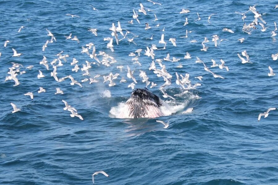 Reykjavik: Whale Watching Tour with Express Option - Old Harbour to Faxafloi Bay, the ride that sets the tone