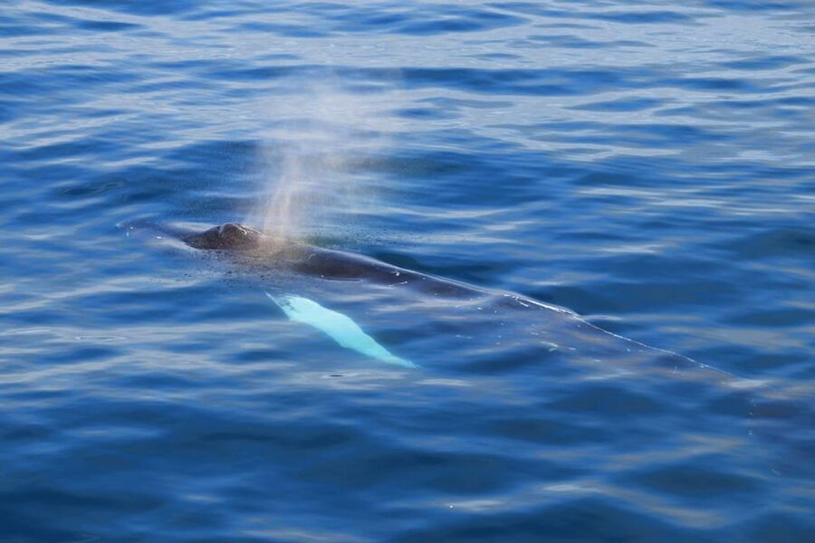 Reykjavik: Whale Watching Tour with Express Option - On board comfort: warm overalls, heated cabins, and no guesswork