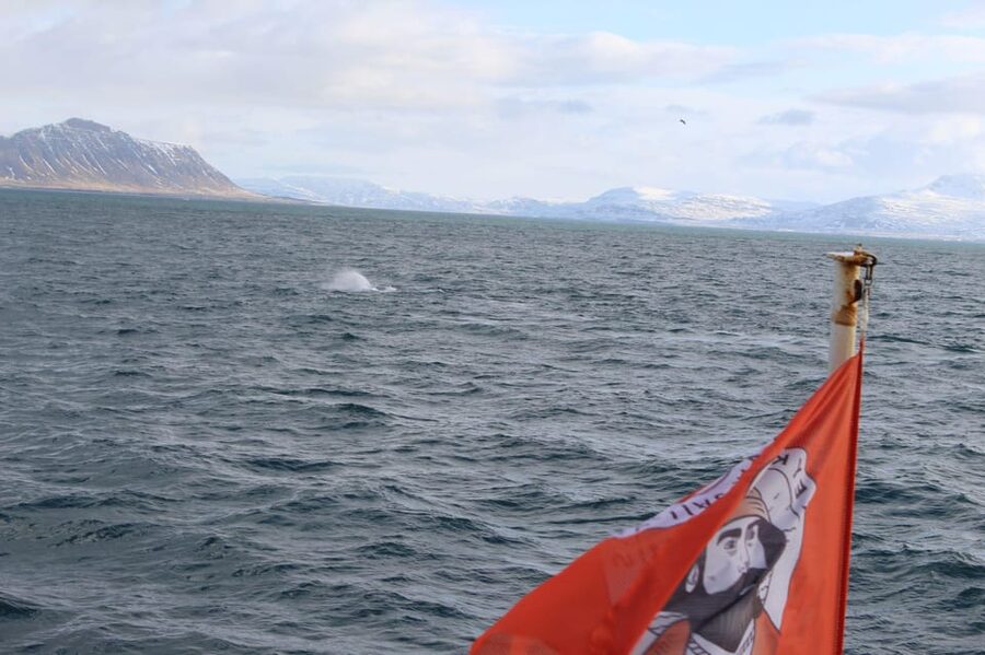 Reykjavik: Whale Watching Tour with Express Option - What to bring so the weather does not call the shots