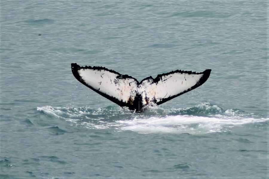 Reykjavik: Whale Watching Tour with Express Option - Express option: what it really buys you on a short trip