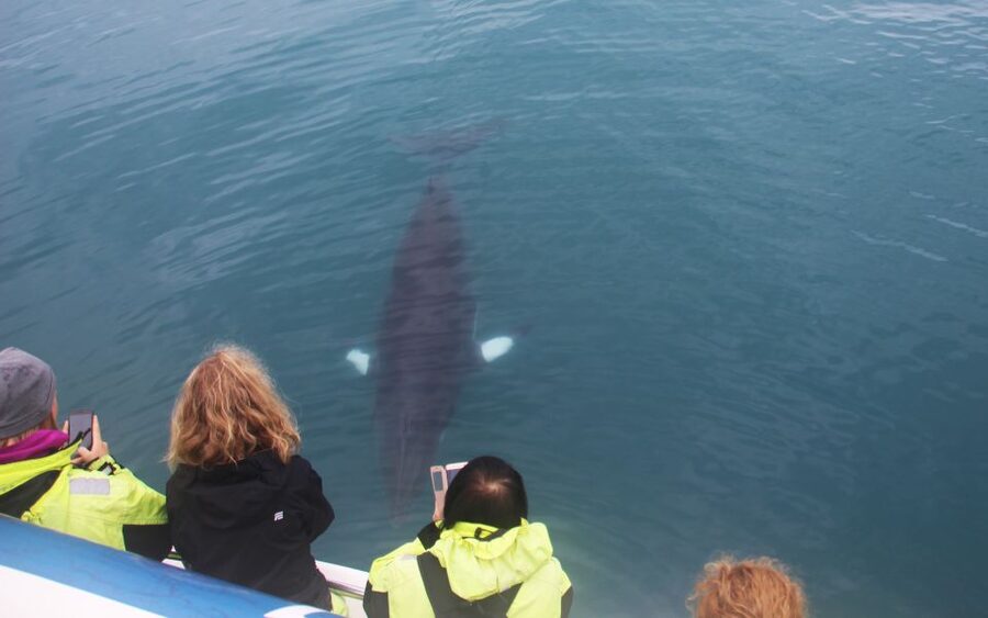 Reykjavik: Whales and Northern Lights Boat Tour - Why This Day-to-Night Boat Plan Works So Well in Reykjavik