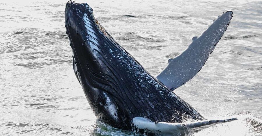 Reykjavik: Whales and Northern Lights Boat Tour - What You Can Actually Spot, and How to Think About Wildlife Chances