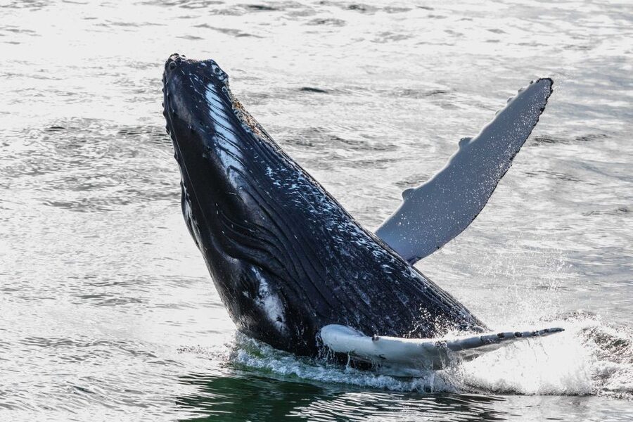 Reykjavik: Whales and Northern Lights Boat Tour - The Day Whale Watching Cruise on Faxaflói Bay