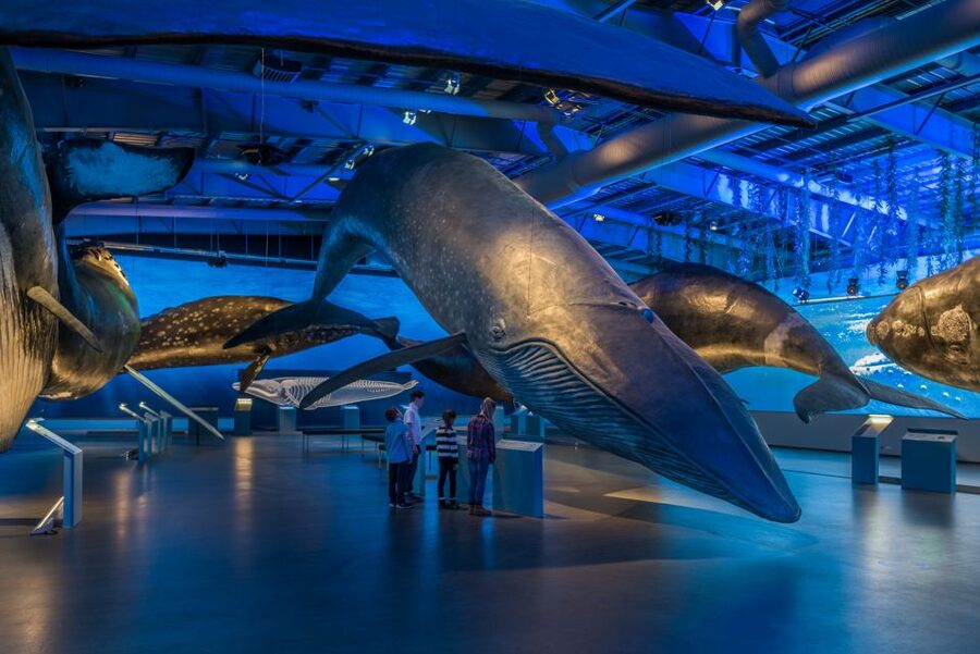 Reykjavik: Whales of Iceland Museum Entrance Ticket - Key highlights to know before you go