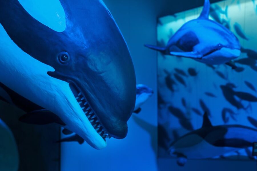 Reykjavik: Whales of Iceland Museum Entrance Ticket - Value for the price: is $34 worth it?