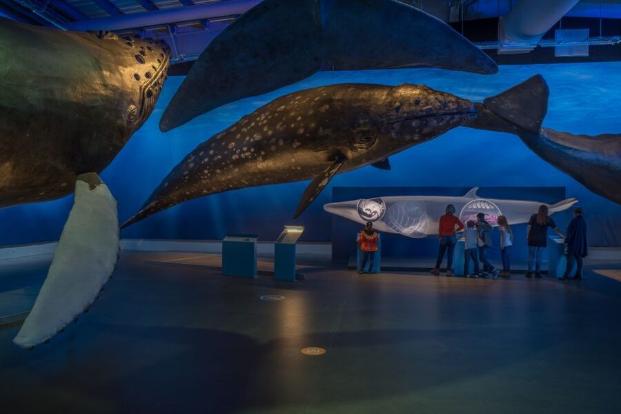 Reykjavik: Whales of Iceland Museum Entrance Ticket - Parking, Wi-Fi, and what to do for food and breaks