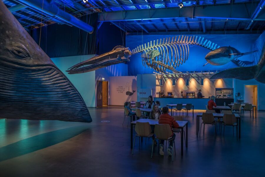 Reykjavik: Whales of Iceland Museum Entrance Ticket - Who should book this museum, and who might want a different plan
