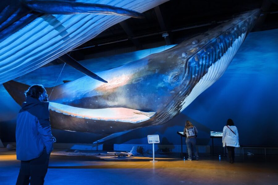 Reykjavik: Whales of Iceland Museum Entrance Ticket - The life-size whale models, and why the scale matters