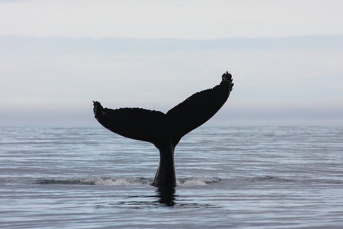 Reykjavik Whales & White Water Rafting Adventure - Key Things to Know Before You Go