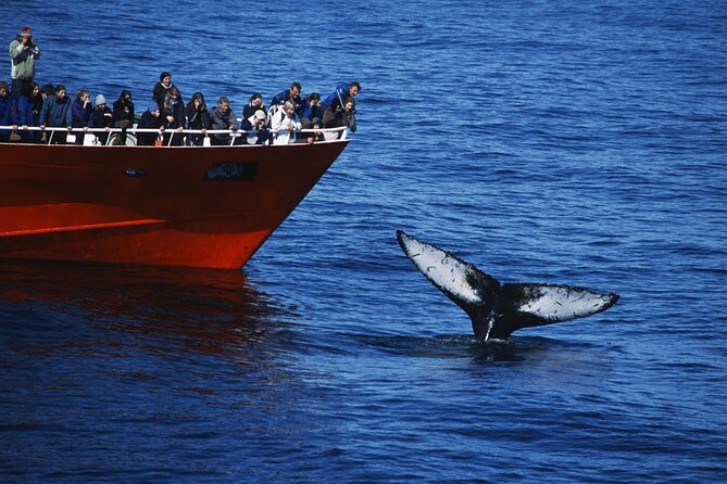 Reykjavik Whales & White Water Rafting Adventure - From Old Harbour to Faxaflói Bay: How the Whale Cruise Works