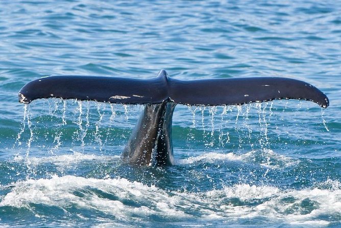 Reykjavik Whales & White Water Rafting Adventure - Price and Value: Is $250 Worth It?