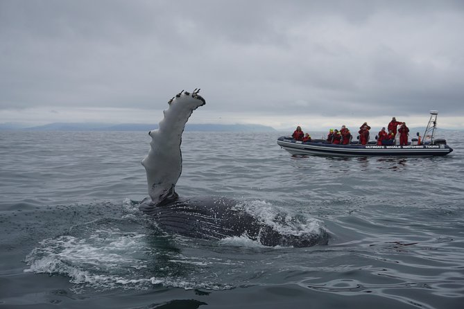 RIB Whale Watching Small-Group Boat Tour from Reykjavik - Why This RIB Whale Safari Feels Different in Reykjavik