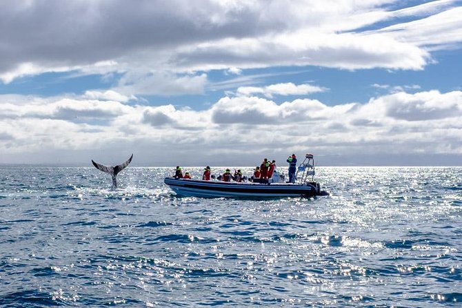 RIB Whale Watching Small-Group Boat Tour from Reykjavik - The Whale Safari in Faxaflói Bay: Where the Time Gets Real
