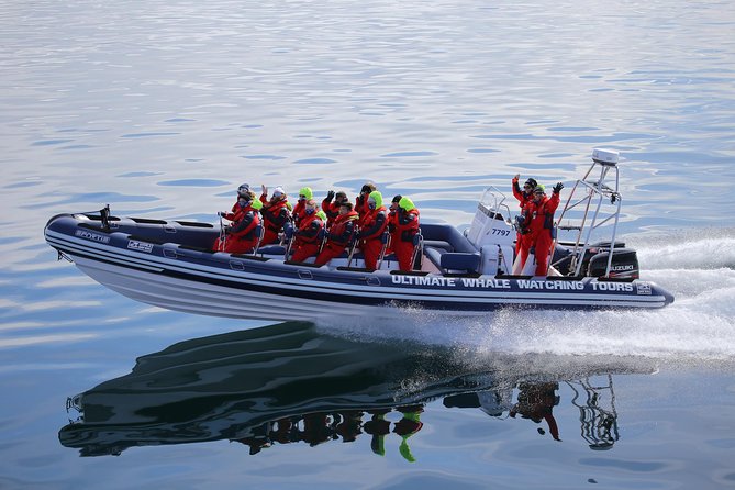 RIB Whale Watching Small-Group Boat Tour from Reykjavik - The Return Stops: Harpa, Photos, and a Chance to Catch Your Breath