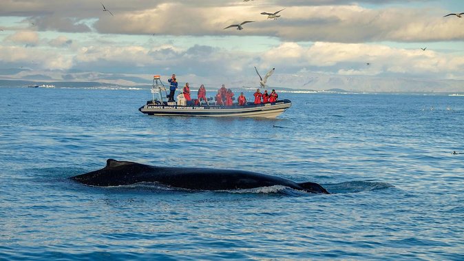 RIB Whale Watching Small-Group Boat Tour from Reykjavik - Price and Value: Is $208 Worth It for a 2-Hour Whale Hunt?