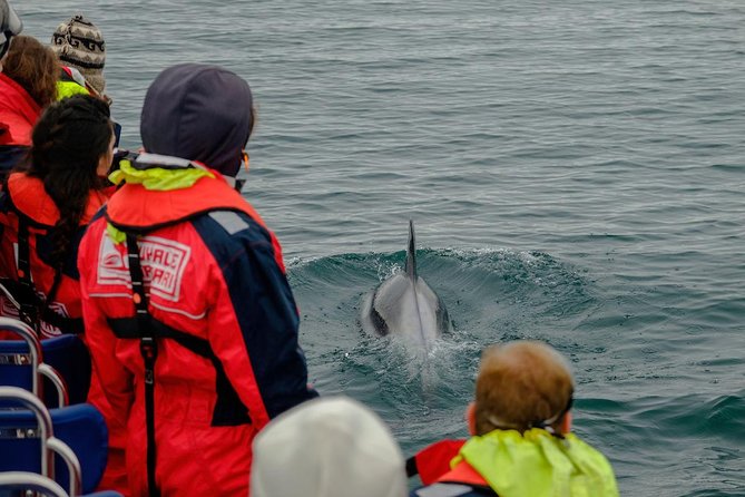 RIB Whale Watching Small-Group Boat Tour from Reykjavik - Who This Tour Fits Best, and Who Might Want a Different Option