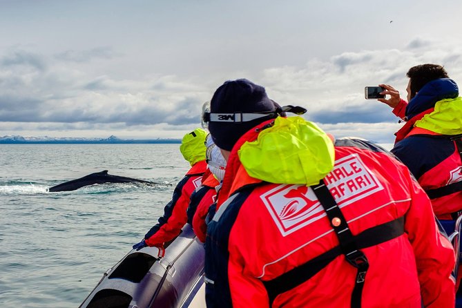 RIB Whale Watching Small-Group Boat Tour from Reykjavik - The Meeting Point and Your First Look at Reykjavik From the Water