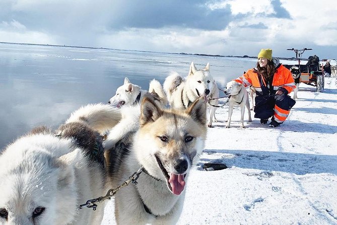 Small Group Husky Sledding Tour from Capital Region - Guides, Small Groups, and the Value of Sharing the Sled