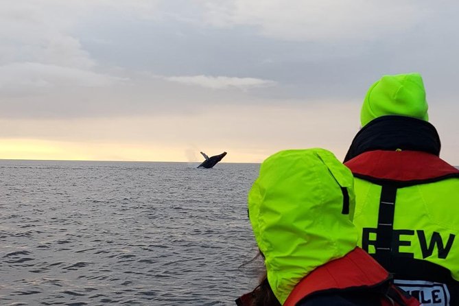 Small-group Whale Watching in the Midnight Sun from Reykjavík - Midnight sun whale watching in Reykjavík, what makes it different