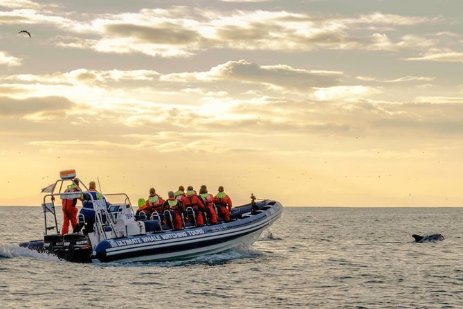 Small-group Whale Watching in the Midnight Sun from Reykjavík - Where the boat hunt happens in Faxaflói and around Lundey