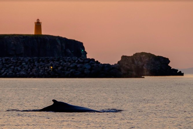 Small-group Whale Watching in the Midnight Sun from Reykjavík - Wildlife odds: whales, dolphins, puffins, and the moments that stick