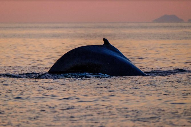 Small-group Whale Watching in the Midnight Sun from Reykjavík - Boat comfort in real life: suspension seats, wet gear, and rough seas