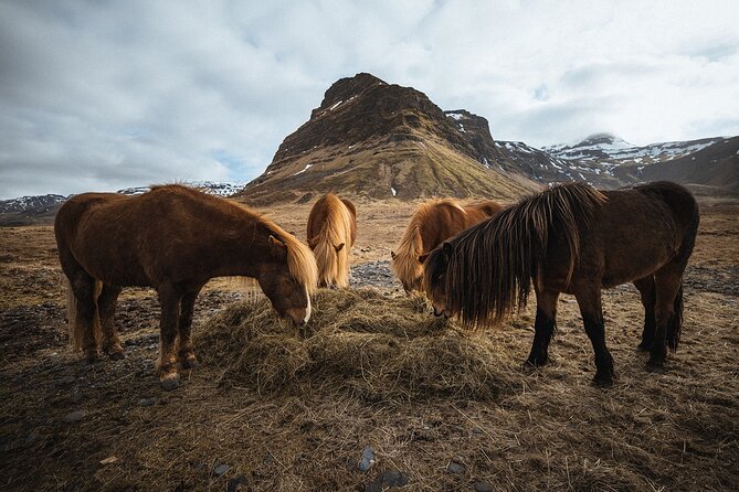 Snæfellsnes Peninsula | Private tour | PRO Photos included - Stop 5: Djúpalónssandur area and the Black Lava Pearl Beach feel