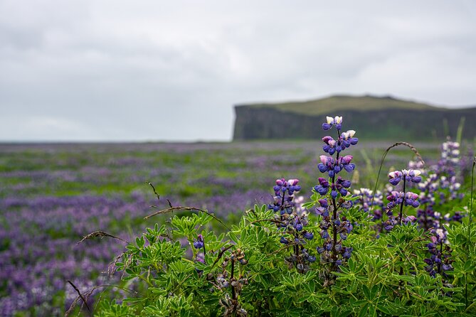 South Coast and Glacier Walk Full day Private Tour From Reykjavík - Price and value: what $2,000 per group really buys you