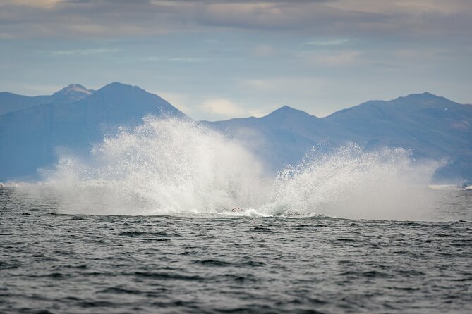 Speedboat Whale Watching Small-Group Tour in Reykjavik - Meeting by Special Tours, Geirsgata 11, and what to bring