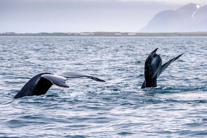 Speedboat Whale Watching Small-Group Tour in Reykjavik - The small-group advantage: 12 people, easier whale viewing
