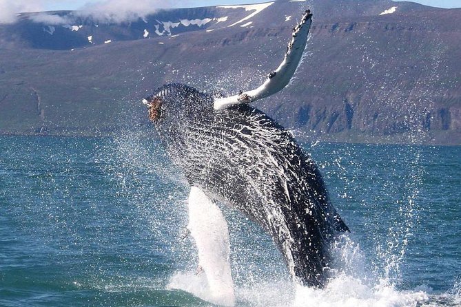 Speedboat Whale Watching Small-Group Tour in Reykjavik - Stop 1: Sun Voyager, Reykjavik landmarks with a marine angle