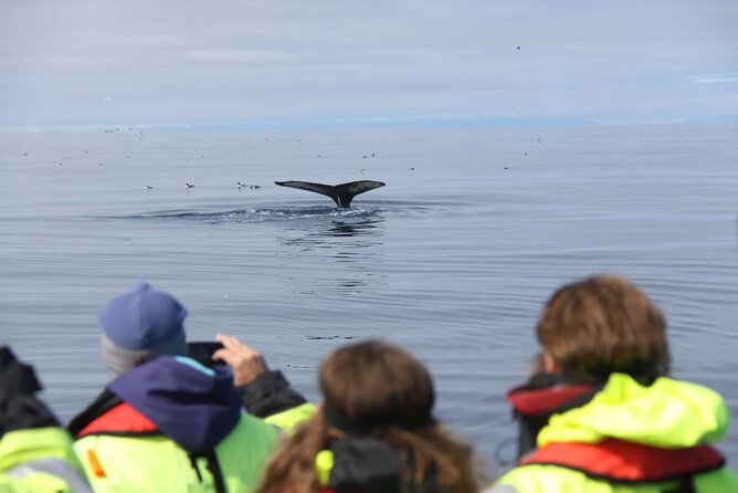 Speedboat Whale Watching Small-Group Tour in Reykjavik - Wildlife time in Faxafloi Bay: what you might spot