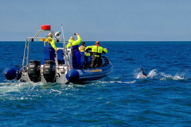 Speedboat Whale Watching Small-Group Tour in Reykjavik - How the captain handles waves, and what the ride feels like