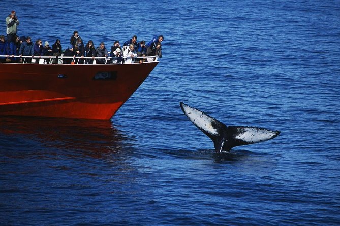 The Original Classic Whale Watching from Reykjavik - Key things that make this tour worth your time