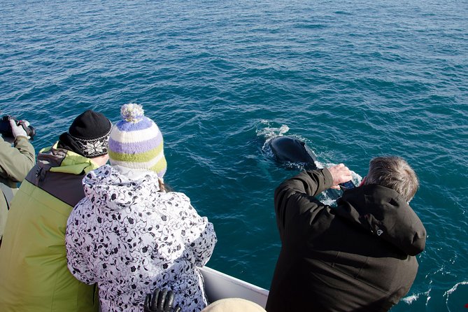 The Original Classic Whale Watching from Reykjavik - Faxaflói Bay Whale Search: What Makes This Reykjavik Cruise Work