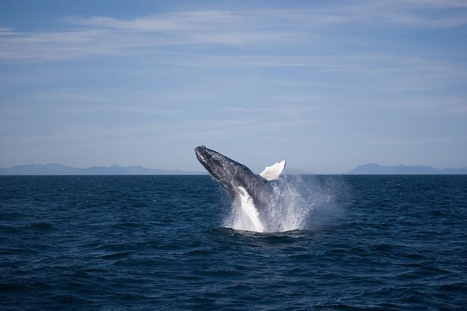 The Original Classic Whale Watching from Reykjavik - What You Can See: Humpbacks, Minke Whales, Seals, and More