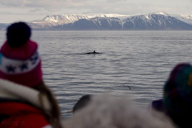 The Original Classic Whale Watching from Reykjavik - How the Guides Work the Search: Marine Biology Talk and Respect at Sea
