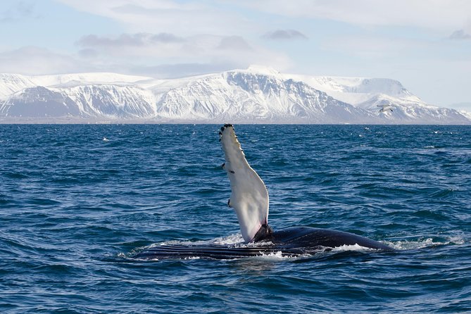 The Original Classic Whale Watching from Reykjavik - Timing, Weather, and the Realities of a 3-Hour Schedule