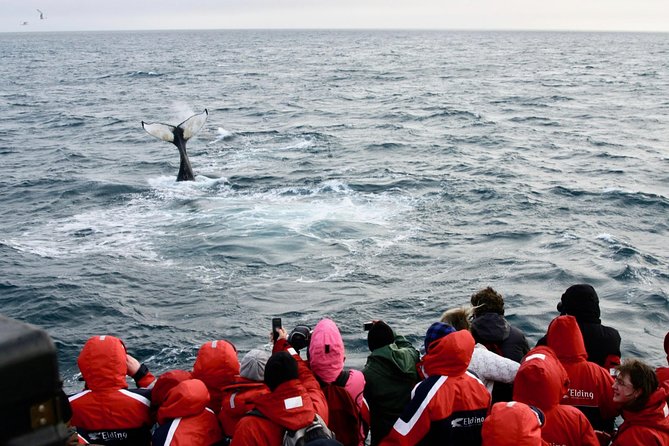 The Original Classic Whale Watching from Reykjavik - Price and Value: Is $105 Worth It?