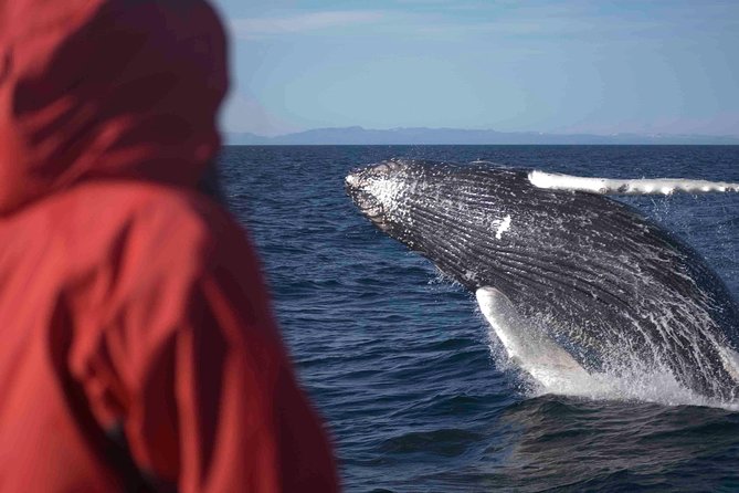 The Original Classic Whale Watching from Reykjavik - Meeting at Elding Whale Watching on Aegisgarður 5c