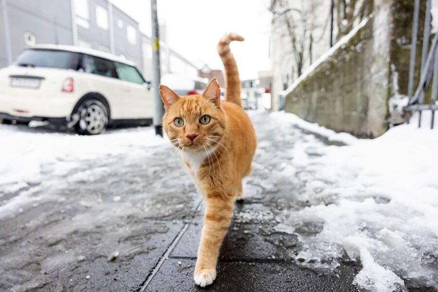 The Private Reykjavik CatWalk - Price and value: what $340 per person is really buying