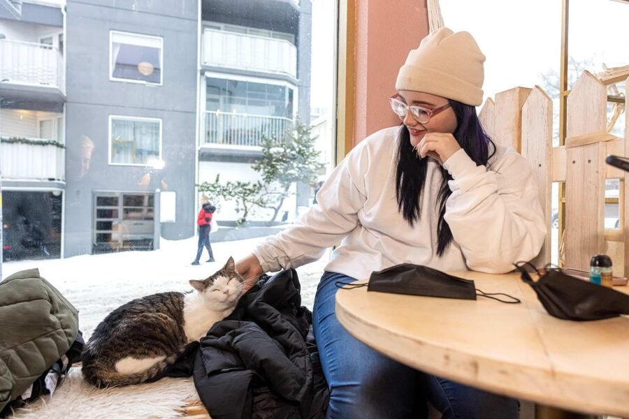 The Private Reykjavik CatWalk - Weather, pacing, and what to pack for a cat café day