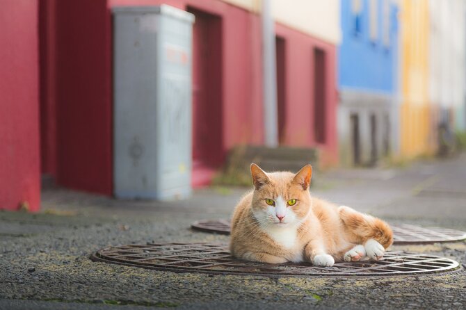 The Reykjavik Cat Walking Tour - The Route in Plain Terms: Four Stops in About Two Hours