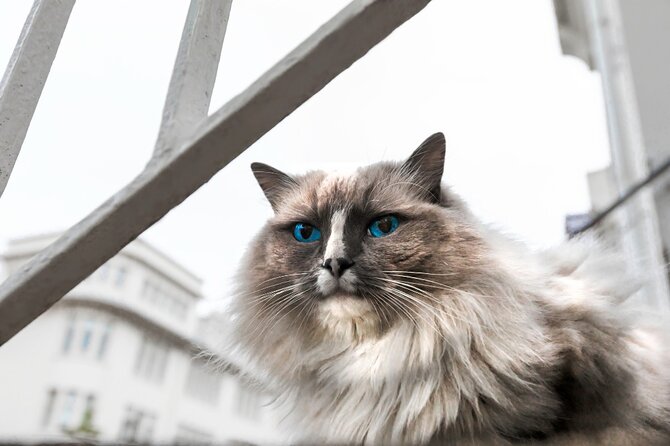 The Reykjavik Cat Walking Tour - Stop 2 at Lake Tjörnin: Birds, Street Mood, and Cat-Imagination Time