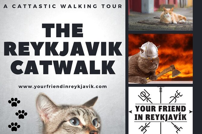 The Reykjavik Cat Walking Tour - Guides Like Barði, Robyn, and Einar Make the Difference