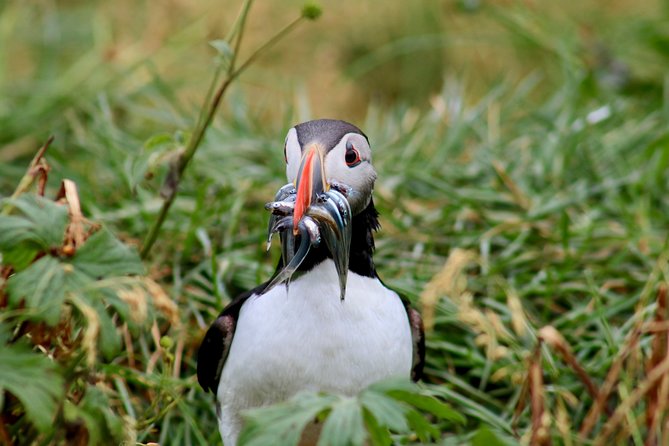Two-In-One: Whale & Puffin Watching Tours from Reykjavik - Two boats, one day: how the combo timing really works