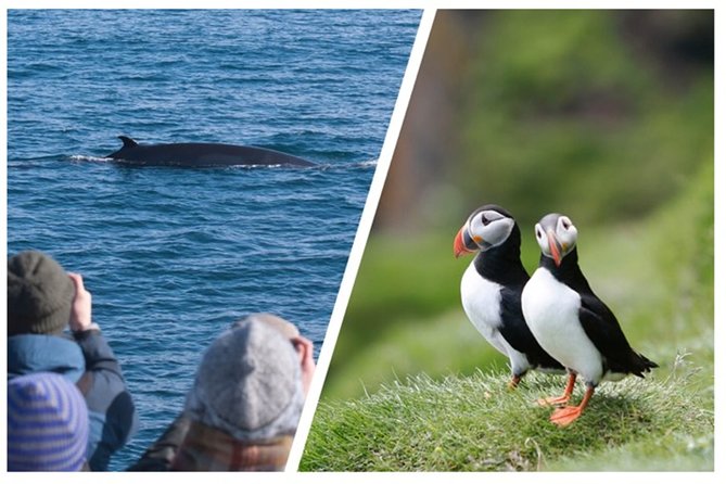 Two-In-One: Whale & Puffin Watching Tours from Reykjavik - Stop 1 at Lundey: puffin watching where speed matters more than zoom