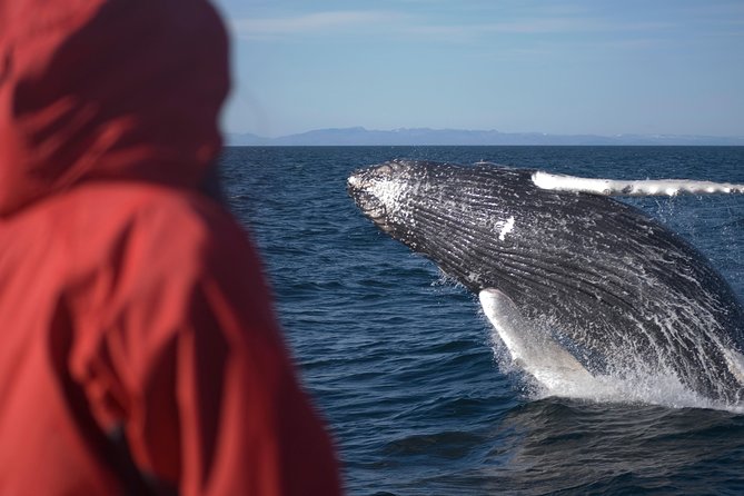Two-In-One: Whale & Puffin Watching Tours from Reykjavik - Old Harbour reset: how to use the in-between time well