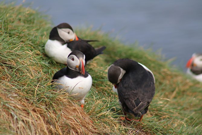 Two-In-One: Whale & Puffin Watching Tours from Reykjavik - Faxaflói Bay whale watching: the big-boat portion and why it has a safety net