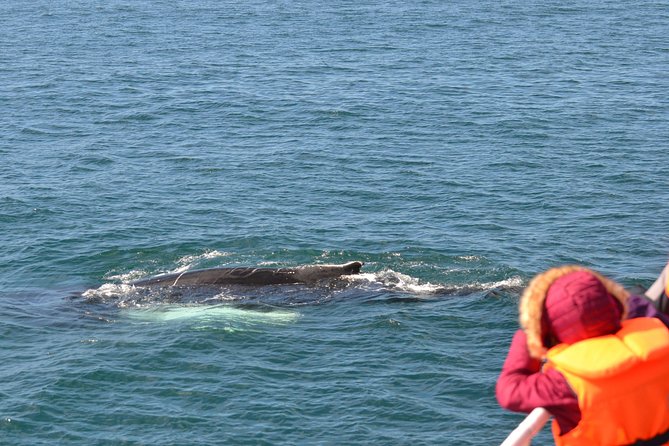 Two-In-One: Whale & Puffin Watching Tours from Reykjavik - How to improve your odds: a no-nonsense packing list